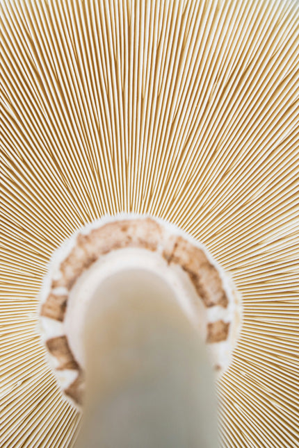 Reishi Mushroom: Achieve Calm Focus and Mental Clarity