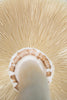 Reishi Mushroom: Achieve Calm Focus and Mental Clarity
