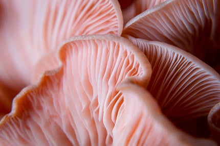Cordyceps: The Energy-Boosting Mushroom for Peak Mental Performance