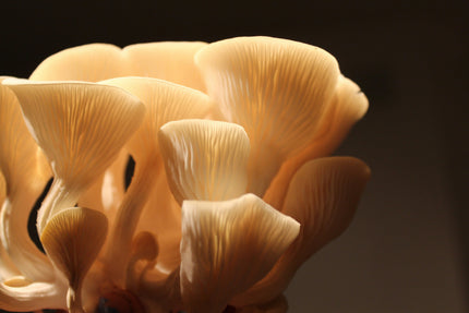 Chaga Mushroom: The Antioxidant Powerhouse for Brain Protection