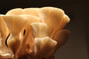 Chaga Mushroom: The Antioxidant Powerhouse for Brain Protection
