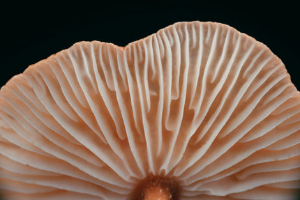 The Ultimate Guide to Mushroom Stacking for Cognitive Enhancement