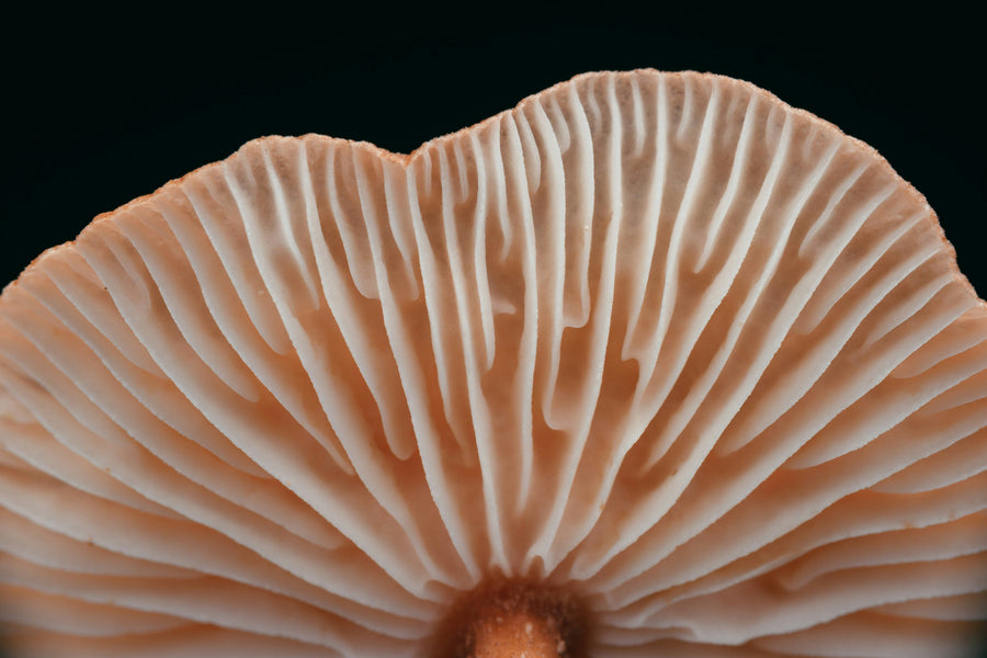 The Ultimate Guide to Mushroom Stacking for Cognitive Enhancement