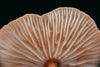 The Ultimate Guide to Mushroom Stacking for Cognitive Enhancement